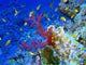 Underwater Landscape with Yellow Fish Wall Decal
