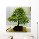 bonsai tree Wall Mural