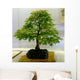 bonsai tree Wall Mural