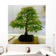 bonsai tree Wall Mural
