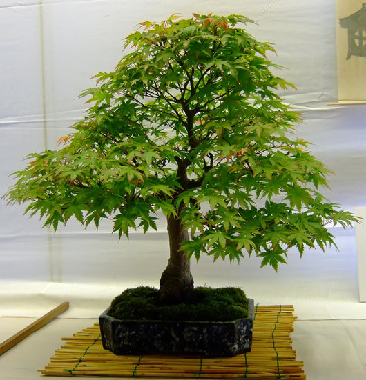 bonsai tree wall Bonsai Tree Wall Mural – Wallmonkeys