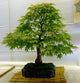 bonsai tree Wall Mural