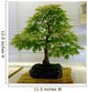 bonsai tree Wall Mural