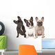 Three French Bulldogs in a Row Wall Decal