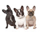 Three French Bulldogs in a Row Wall Decal
