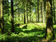 Pine Forest Wall Decal
