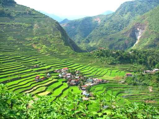 Batad Village and Rice Wall Decal