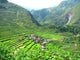 Batad Village and Rice Wall Decal