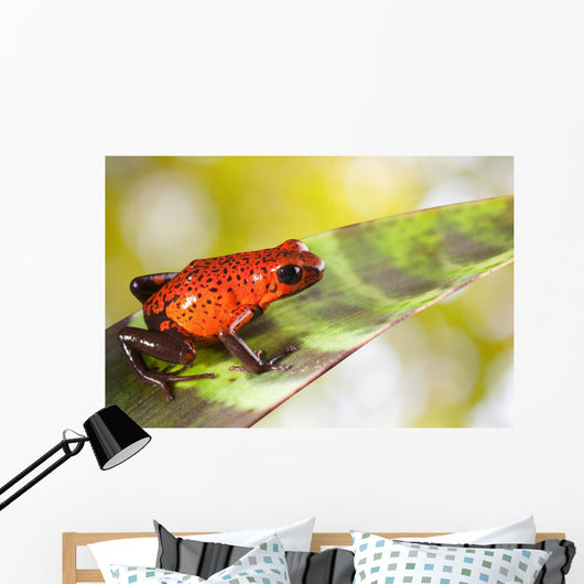 Red Poison Dart Frog