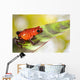 Red Poison Dart Frog