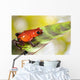 Red Poison Dart Frog