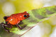 Red Poison Dart Frog