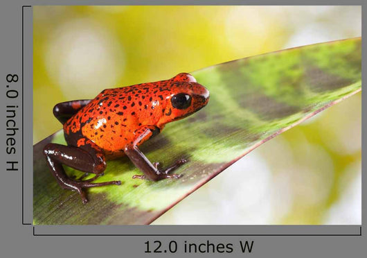 Red Poison Dart Frog