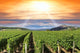Sunset Vineyard