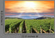 Sunset Vineyard