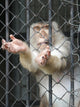 Monkey Wall Mural