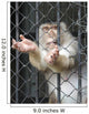 Monkey Wall Mural