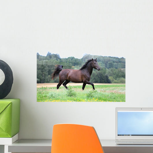 Pony Wall Mural