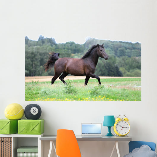 Pony Wall Mural