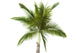 Palm Tree White Wall Decal
