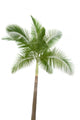 Palm Tree White Wall Decal
