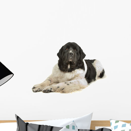 Landseer Dog