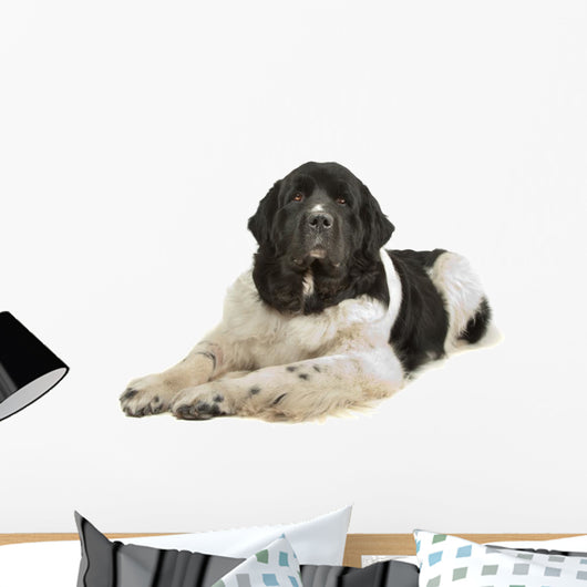 Landseer Dog