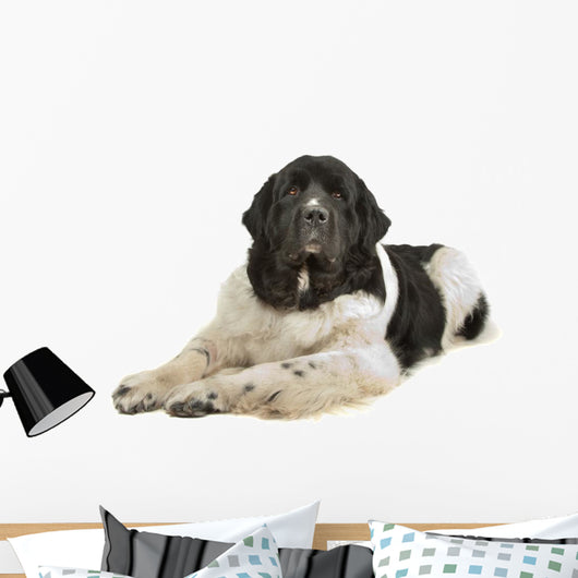 Landseer Dog