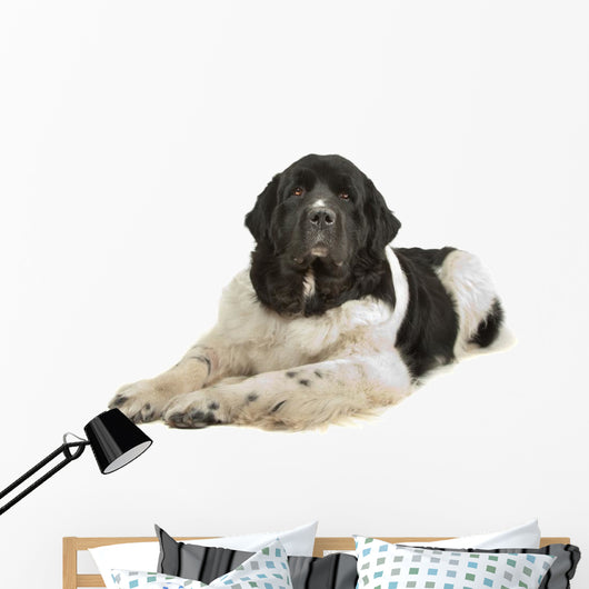 Landseer Dog