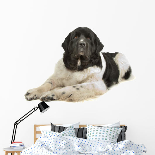 Landseer Dog