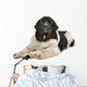 Landseer Dog