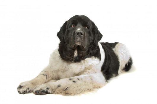 Landseer Dog