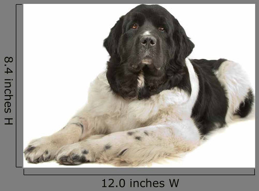 Landseer Dog