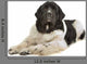 Landseer Dog