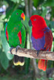 Pair Lori Parrots