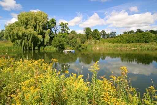 Willow Pond Wall Decal