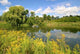 Willow Pond Wall Decal