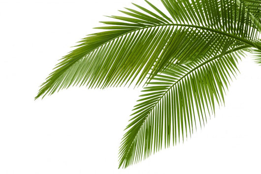 Palm Leaves Wall Mural
