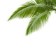 Palm Leaves Wall Mural