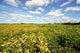 Golden Field Wall Decal