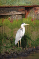 Heron Wall Mural