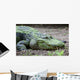 Large Scum-covered Alligator Wall Mural