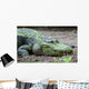 Large Scum-covered Alligator Wall Mural