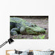 Large Scum-covered Alligator Wall Mural