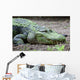 Large Scum-covered Alligator Wall Mural