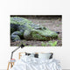 Large Scum-covered Alligator Wall Mural