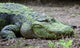Large Scum-covered Alligator Wall Mural