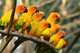 Sun Conure