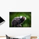 White tufted ear Marmoset Wall Mural