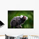 White tufted ear Marmoset Wall Mural